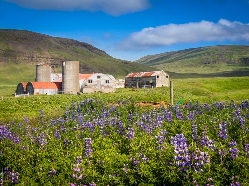 Wild Icelandic Lamb Blog - farm iceland Ytri-Fagridalur  old farm