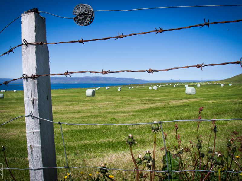 Wild Icelandic Lamb Blog - farm iceland Ytri-Fagridalur  fence