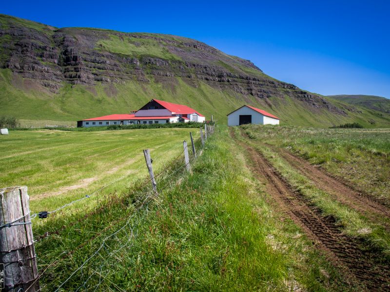 Wild Icelandic Lamb Blog - farm iceland Ytri-Fagridalur  farm 2