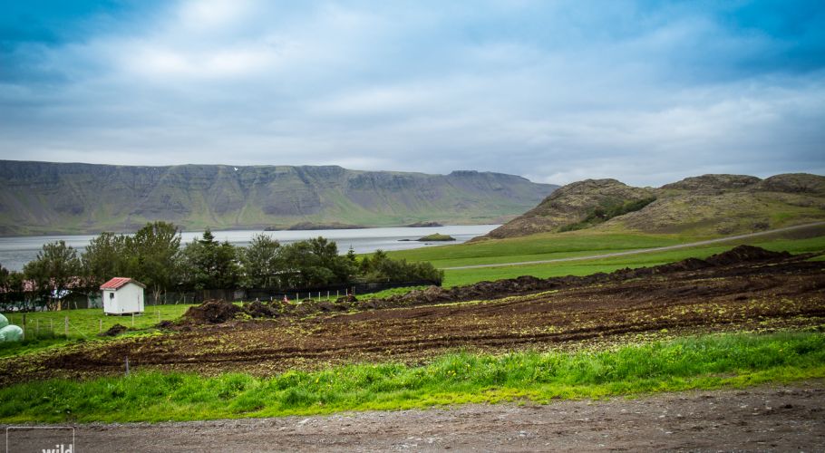 wild icelandic lamb-Bjarteyjarsandur field