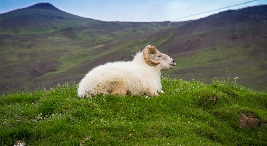 wild icelandic lamb-Bjarteyjarsandur sheep